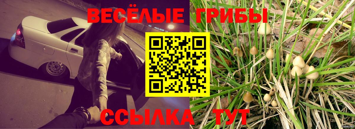 Псилоцибиновые грибы Psilocybe  Нарьян-Мар 